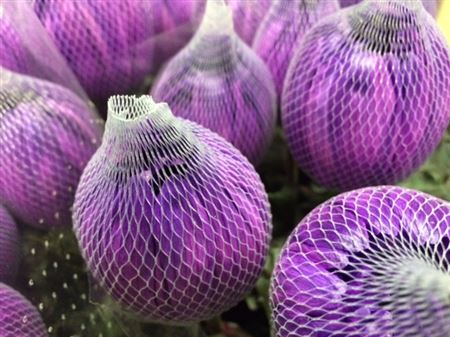 Хризантема "Antonov Milka"