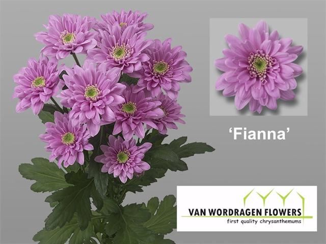Хризантема "Fianna" ветка