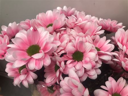 Хризантема "Bacardi Pastel Pink" ветка