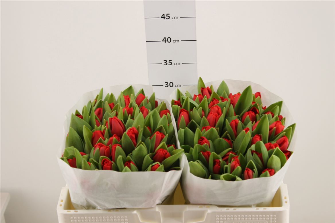 Тюльпан "Escape"