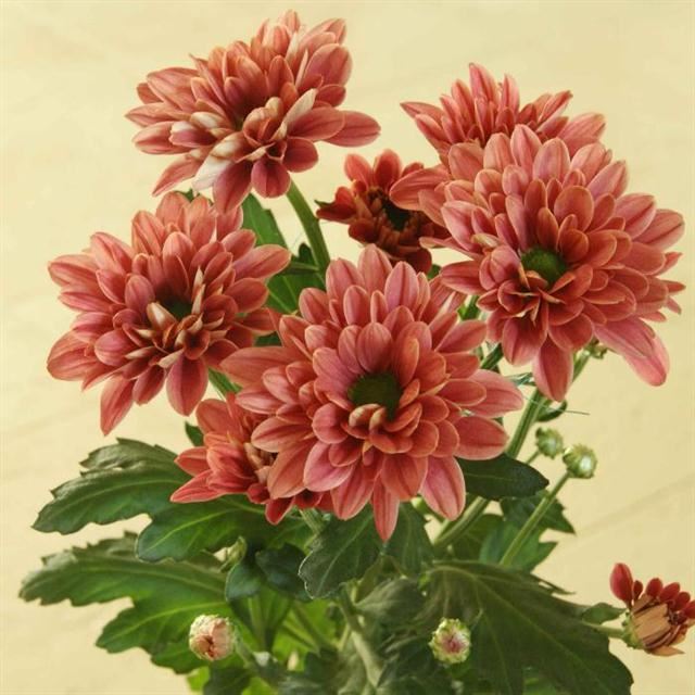 Хризантема "Prada Coral" ветка